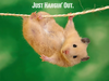 Funny Hamster Image