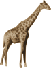 Giraffe Clip Art