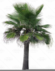 Clipart Coconut Pictures Image