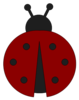 Ladybug Image