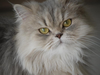 Gray Persian Kittens Image