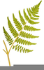 Fern Drawing Clipart Image