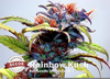 Real Rainbow Kush Image