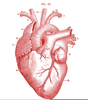Anatomic Heart Clipart Image