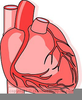 Small Intestine Clipart Image