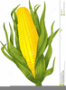 Free Clipart Of Corn Stalks Image