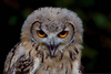 Baby Spectacled Owl Image