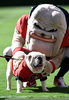 Bulldog Mascot College Image