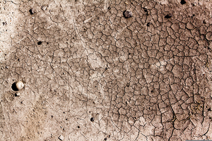 Zombie Skin Texture Image