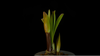 Flower Blooming Animation Image