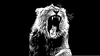 Martin Garrix Lion Image