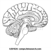 Brain Sagittal Section H Image