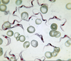 Trypanosoma Brucei Image