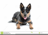 Clipart Blue Heeler Image