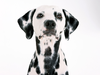 Dalmatian Dog Wallpaper Image