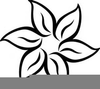 Black And White Poinsettia Clipart Image