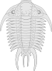 Fossil Of The Asaphus Species Clip Art
