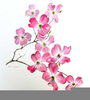 Dogwood Blossoms Clipart Image