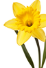 Dafodil Clipart Image