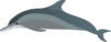 Dolphin Clip Art