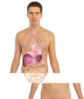 Human Body Anatomy Basics Clip Art