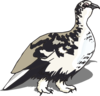 White-tailed Ptarmigan Clip Art