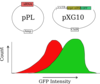 2-plasmid Diagram Clip Art