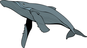 Big-blue-whale Clip Art
