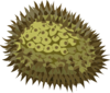 Durian Clip Art