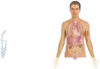 Human Body Anatomy Basics Clip Art