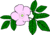 Rosa Acicularis Clip Art