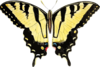 Yellow Butterfly Clip Art