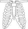 Rib Clip Art