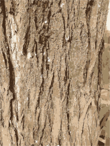 Tree Bark Texture Clip Art