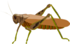 Brown Grasshopper Clip Art