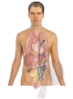 Human Body Anatomy Basics Clip Art