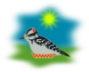 Bird Clip Art