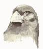 Caracara Clip Art