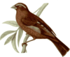 Carpodacus Vinaceus Male Clip Art