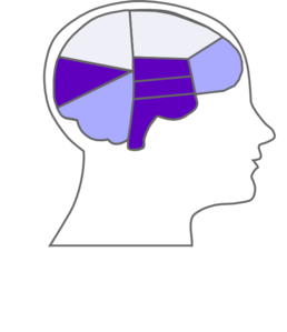 3rd Brain Clip Art