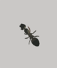 Ant Clip Art