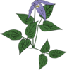 Clematis Occidentalis Clip Art