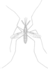 Mosquito Clip Art