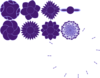 Purple Flowers 8 Designs Clip Art