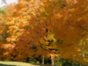 Trees Fall Colors Clip Art