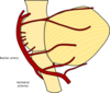 Cerebellum Clip Art