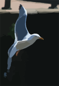 Gull Bird Clip Art