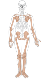 Appendicular Skeleton - Clean Clip Art