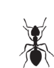 Ant Shape Clip Art