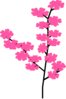 Cherry Blossoms 2 Clip Art